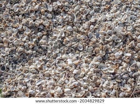 Shell texture. Lots of kind of shells in the sand.