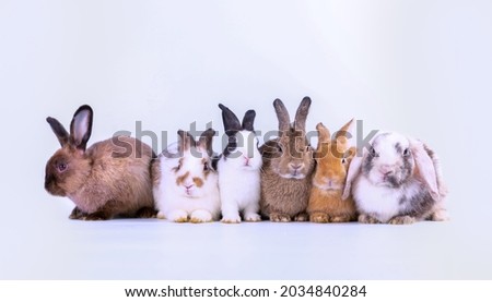 Group of healthy lovely bunny easter rabbits s on white background. Cute fluffy rabbit on white background Lovely mammal with beautiful bright eyes in nature life. Animal concept.