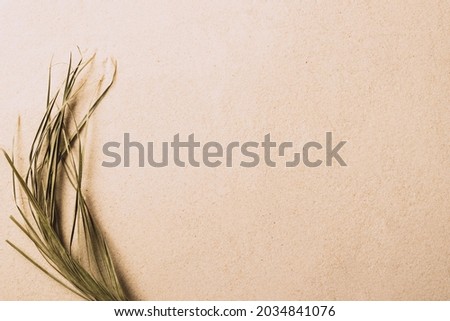 Natural sandy background dry plant branch product presentation. Abstract sand texture. Top view 