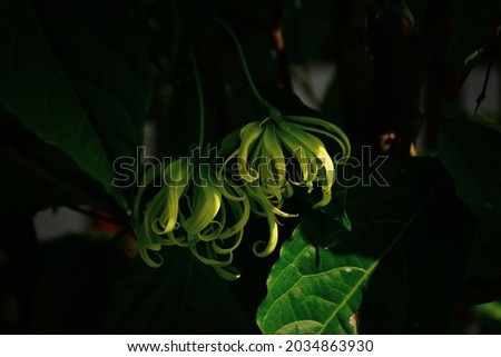 Yellow Ylang-ylang flower on the tree with sunlight shade on the flower