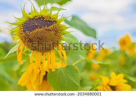 sunflower with ripe seeds in field outdoor. copy space, text