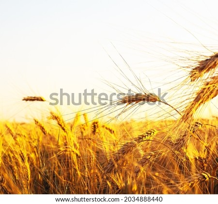 backdrop of ripening ears of yellow wheat field on the sunset cloudy orange sky background Copy space of the setting sun rays on horizon in rural meadow Close up nature photo Idea of a rich harvest
