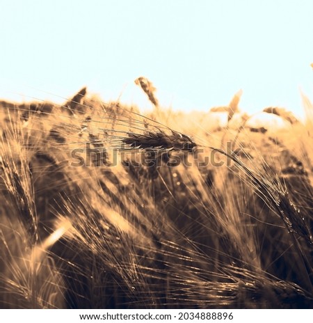 backdrop of ripening ears of yellow wheat field on the sunset cloudy orange sky background Copy space of the setting sun rays on horizon in rural meadow Close up nature photo Idea of a rich harvest 