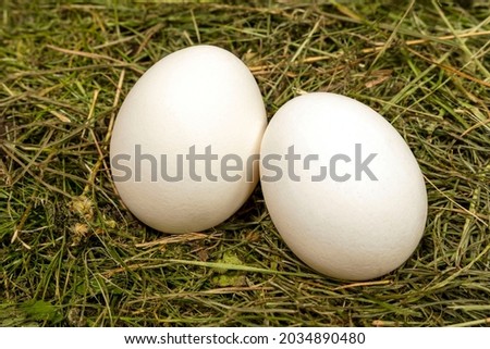 A group of two fresh eggs on the grass. The symbol of Easter.