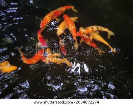 Colorful decorative fish float in an artificial pond, view from above. Koi fish or carp fish swimming in the pond. 