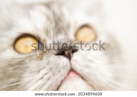 A closeup of the nose of a Persian cat.