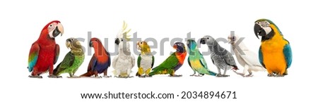 Large group of many different exotic pet birds, Parrots, parakeets, macaws, love birds in a row, isolated on white Royalty-Free Stock Photo #2034894671