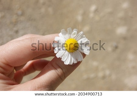 the most delicate and simple flower is chamomile. white and smooth petals combined with a yellow center.