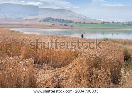 It is a space of silence, where only walkers, mountain bikers and bird watchers go, and on the banks there is the occasional large cereal field.