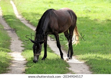 Black horse grazing on green pasture, eating grass standing on rural road
