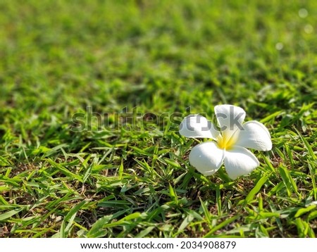 White frangipani on green grass