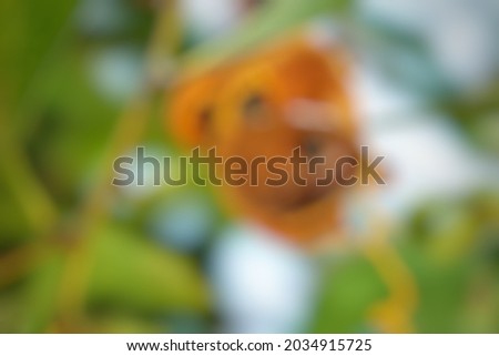 Defocused photo of the plant. This photo is also good for framework, quote, background, wallpaper, artwork