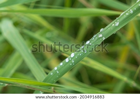 Drops of water on the leaves of the park