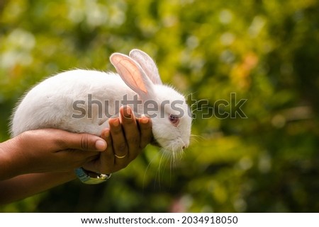 Rabbit laying down on the hands of a girl, resting comfortably in the warmth of the human hands. Furry and adorable white bunny close-up photo.