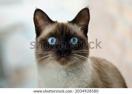 Siamese cat with blue eyes  Royalty-Free Stock Photo #2034928580