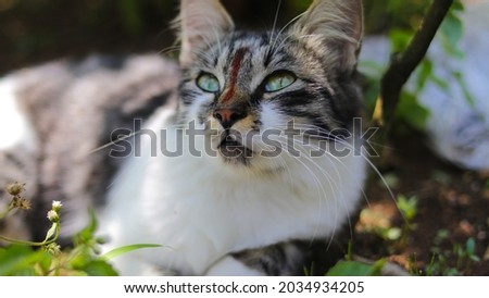 A cute curious kitten with grey and white fur is looking up in the garden. Kitten stock photo.