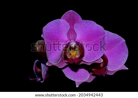 Raspberry orchid on a black background