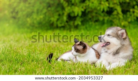 Playful Alaskan malamute puppy lying with Siamese kitten on green summer grass. Pets look away on empty space 