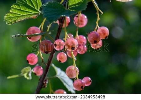 Pink berries of currant on a green background on a summer day macro photography. Ripe berries of a pink currant hanging on a branch of a bush close-up photo in the summertime.