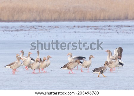 Greylag Geese (Anser anser) in winter