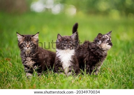 group of three fluffy Maine Coon kittens walks on the green grass. Royalty-Free Stock Photo #2034970034