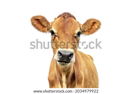 cow isolated on white Jersey, headshot, black nose brown coat, looking innocent Royalty-Free Stock Photo #2034979922