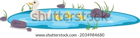 Isolated Pond with Ducks and Ducklings swimming. Stones and Pebbles with Grass around Water Body.