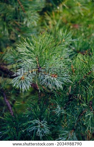 A spruce branch with water droplets and a blurred background