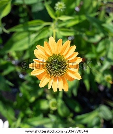 Native Coneflower - Echinacea 'Mellow Yellow' Royalty-Free Stock Photo #2034990344