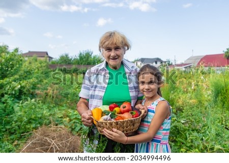 Grandmother in the garden with a child and a harvest of vegetables. Selective focus. Food.