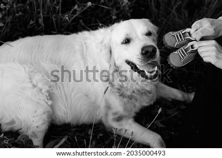Black and white photo of Labrador lying in grass and looking with surprise at children's shoes that owners show him. Conversation with dog. Waiting for child. Addition to family. Funny moments. 