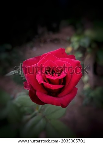 Garden Rose captured in the dusk.