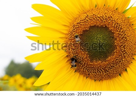 Sunflower blooms in the field. Sunflower natural background. Blooming sunflower. Nature concept.