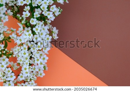 A branch with white flowers lies on an orange-brown background. Concept - background for presentation of work or text, postcard. copy space, flat lay. Horizontal photo