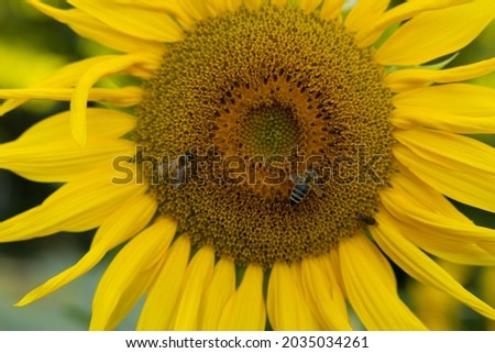 Macro view of a sunflower with bees flying on it