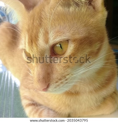 The picture is an orange cat that is very adorable and very suitable to be used as a display or wall decoration for cat lovers.