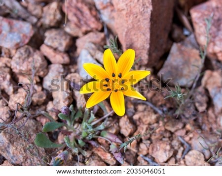 One single yellow Gazania lichtensteinii flower growing from rocky surface