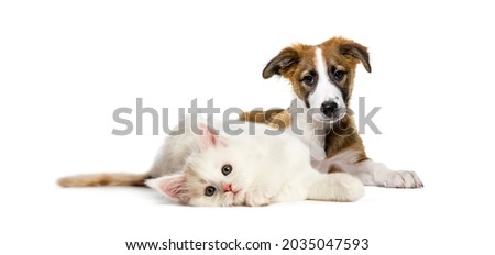 Lying down cat and dog together in front of white background Royalty-Free Stock Photo #2035047593
