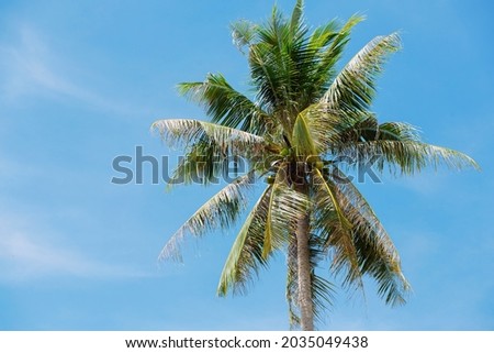 Picture of a beautiful coconut tree in a beautiful sunny sky.