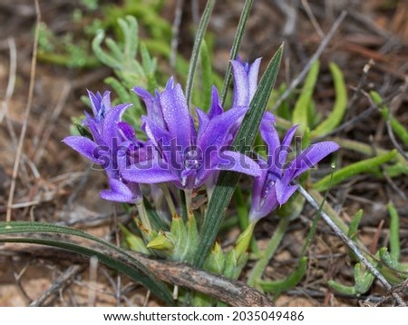 Purple flowers of the Baboon Root (Babiana) bulb plant growing in the Namaqua desert in spring