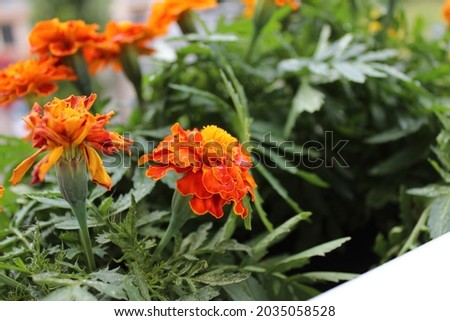 Marigolds plant from the sunflower family Asteraceae. Orange flower from the home garden.