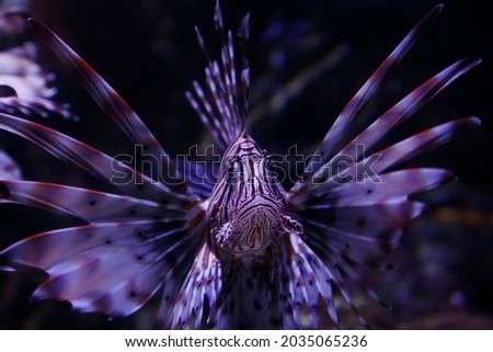 Lionfish - Pteroisvolitans. Wonderful and beautiful underwater world with corals and tropical fish. Royalty-Free Stock Photo #2035065236
