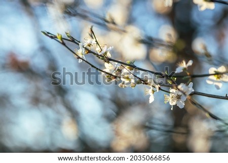 branches of apple tree with white blossoms on blurred blue background.