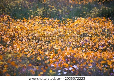 A field of natural wild growing daisies of the Namaqualand desert in the flower season