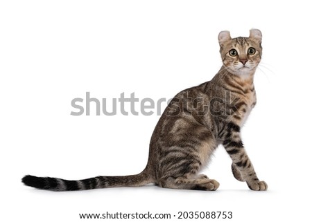 Beautiful brown tabby blotched American Curl Shorthair cat, sitting side ways. Looking towards camera. Isolatd on a white background. Royalty-Free Stock Photo #2035088753