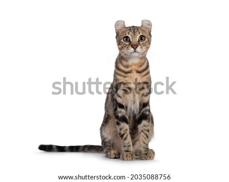 Beautiful brown tabby blotched American Curl Shorthair cat, sitting facing front. Looking towards camera. Isolatd on a white background. Royalty-Free Stock Photo #2035088756