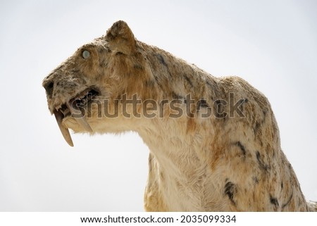 Saber-Tooth Cat also known as smilodon isolated on white background