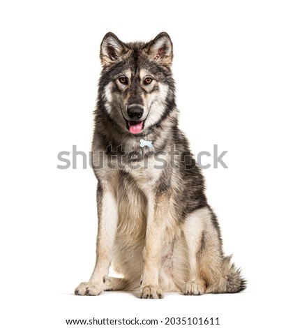 Sitting Northern Inuit Dog panting, looks like a wolf, isolated on white
