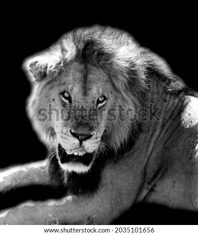 Portrait of lion in masai mara
