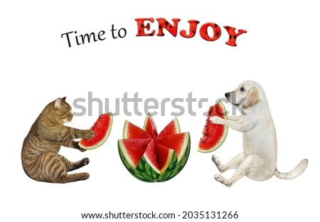 A beige cat and a dog labrador are eating a watermelon, carved in the shape of a flower. Time to enjoy. White background. Isolated.